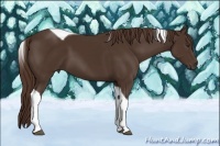 Horse Color:Liver Chestnut Tobiano