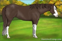 Horse Color:Liver Chestnut Splash 
