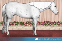 Horse Color:Liver Chestnut Sabino Rabicano