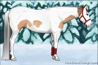 Horse Color:Buckskin Splash Tobiano Rabicano