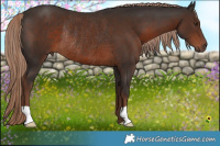 Horse Color:Liver Chestnut Rabicano