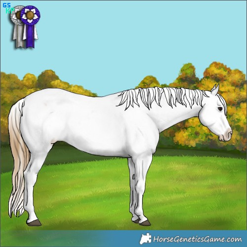 Horse Color:Buckskin Sabino Splash Appaloosa 