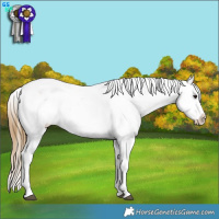 Horse Color:Buckskin Sabino Splash Blanket 