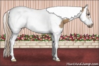 Horse Color:Palomino Splash Tobiano Frame 