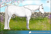 Horse Color:Liver Chestnut Sabino