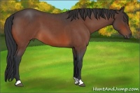 Horse Color:Bay Roan 