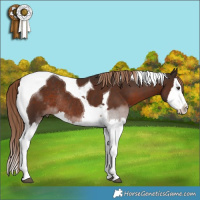 Horse Color:Liver Chestnut Splash Tobiano Rabicano
