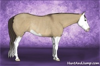 Horse Color:Liver Red Dun Splash Rabicano