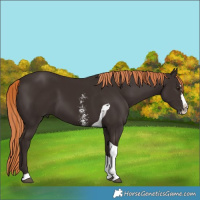 Horse Color:Liver Chestnut Sabino Splash Tobiano 