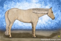 Horse Color:Palomino Roan 