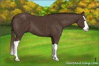 Horse Color:Liver Chestnut Splash 