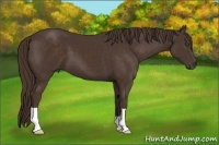 Horse Color:Liver Chestnut 