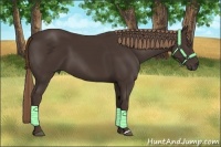 Horse Color:Liver Chestnut 
