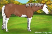 Horse Color:Silver Bay Splash 