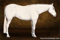 Horse Color:Perlino 