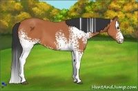 Horse Color:White Spotted Bay
