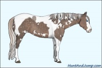 Horse Color:White Spotted Silver Black Splash Tobiano 