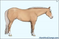 Horse Color:Silver Amber Champagne Sabino Splash Rabicano