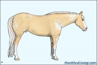 Horse Color:White Spotted Silver Amber Champagne Dun Splash 