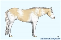 Horse Color:White Spotted Silver Classic Champagne Dun Sabino Splash 