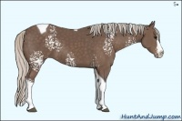 Horse Color:White Spotted Silver Black Splash Tobiano 