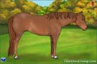 Horse Color:Chestnut Rabicano 