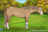 Horse Color:Red Dun Sabino Splash 