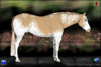 Horse Color:White Spotted Red Dun Splash 