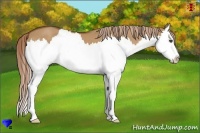Horse Color:Red Dun Sabino Splash