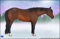 Horse Color:Bay 