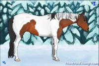 Horse Color:Bay Tobiano