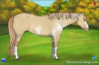 Horse Color:White Spotted Red Dun Splash 