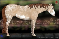 Horse Color:Red Dun Ice Splash Frame
