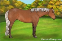 Horse Color:Silver Bay 