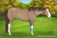 Horse Color:Classic Champagne Splash