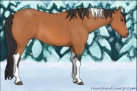 Horse Color:Bay Tobiano 