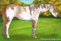 Horse Color:White Spotted Chestnut Frame Rabicano