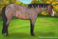Horse Color:Bay Roan Splash Frame Rabicano