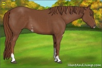Horse Color:Chestnut Sabino 