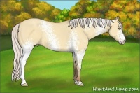 Horse Color:White Spotted Silver Amber Champagne Dun 