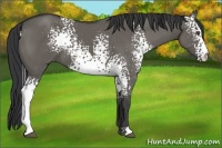 Horse Color:White Spotted Grullo