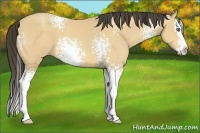Horse Color:White Spotted Amber Cream Champagne Splash