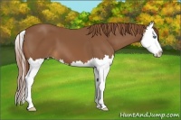 Horse Color:Chestnut Sabino Splash