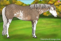 Horse Color:Silver Smoky Black Sabino 