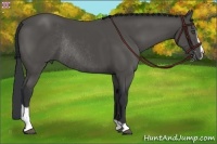Horse Color:Black Sabino Rabicano 