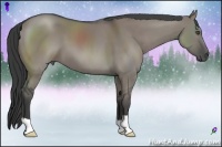 Horse Color:Grullo 