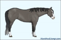 Horse Color:Grullo Sabino Splash