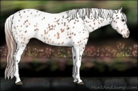 Horse Color:Buckskin Tobiano Appaloosa 