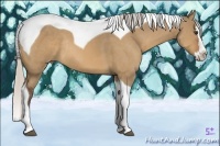 Horse Color:Silver Bay Dun Splash Tobiano Rabicano