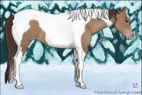 Horse Color:Classic Champagne Tobiano